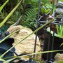 As happy as frogs in a Froggery (if there is such a thing)