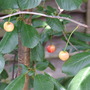 Cherry (Cherry)