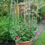 Climbing petunias