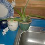 Guvnah's Getting Big!! (Aloe vera (Aloe))