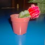 Hugh Issues 3 (hylocereus undatus, gymnocalycium)