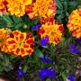 Picture_043