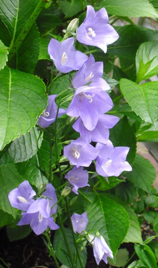 Campanula persicifolia Blue