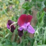 Lathyrus odoratus (Old-Fashioned Sweet Pea)
