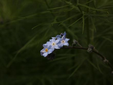 Forget me not