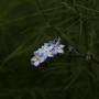 Forget me not