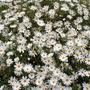Daisy like flowers on very large shrub