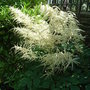 Aruncus dioicus - 2 (Aruncus dioicus)