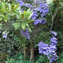 Clematis 'General Sikorski' (Clematis 'General Sikorski')