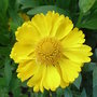 Helenium