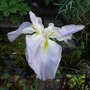 Iris ensata - 2 (Iris ensata)