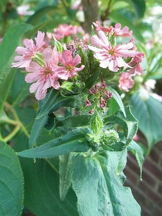 Lychnis chalcedonica - pink form (Lychnis chalcedonica)