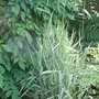 Phalaris arundinacea 'Picta' (Phalaris arundinacea 'Picta')