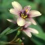 Sisyrinchium__quaint_and_queer_
