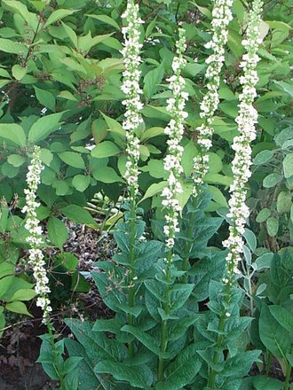 Verbascum chaixii 'Album' (Verbascum chaixii 'Album')
