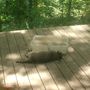 Raccoon_and_pool_2