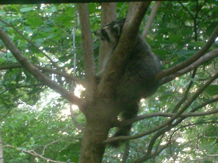 Treehugger