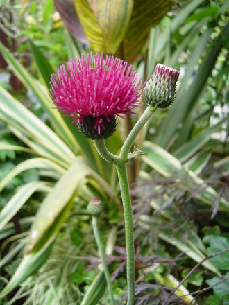 Cirsium atropurpureum in the Exotic garden. June 2008.