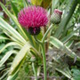 Garden_june_2008_059