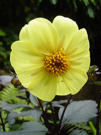 Dahlia 'Clarion' June 2008