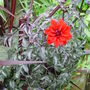 Garden_june_2008_033
