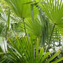 'Windmill palm' Trachycarpus fortunei. June 2008. (Trachycarpus fortunei (Chusan palm))