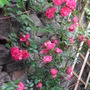 Pink rambling rose.