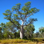 Adansonia gregorii