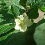 Physalis franchetii 'Zwerg'