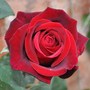 A garden flower photo