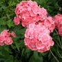 Picture_224