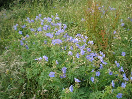 Wild Geraniums