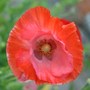 Poppy
