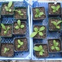 Borage seedlings grown from seed sent by Gee19