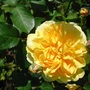 Rosa Molineux 'Ausmol'