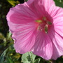 Lavatera 'Cynthia Nixon'