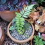 Japanese painted fern...starting to grow at last! (Athyrium niponicum)