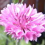 Centaurea