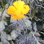 2008-06-27_045_poppy