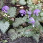 'Pink Pewter' Lamium (Lamium maculatum 'Pink Pewter')
