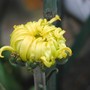 A garden flower photo