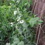 A garden flower photo