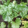A garden flower photo