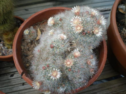 Mammillaria sp.