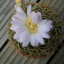 A garden flower photo
