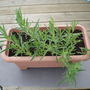 Gypsophila from roots bought in Morrisons.
