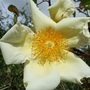 Rosa 'Mermaid' (Rosa 'Mermaid')