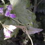 Another mystery from O.F.F.G. seeds - Collinsia bicolor