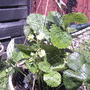 Strawberry blossoms (fragaria x ananassa)