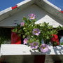 Picture_358
